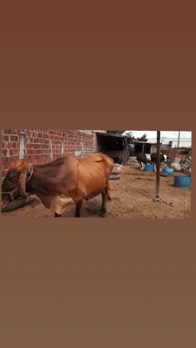Vendo 3 vaca e 2 bezerro 
