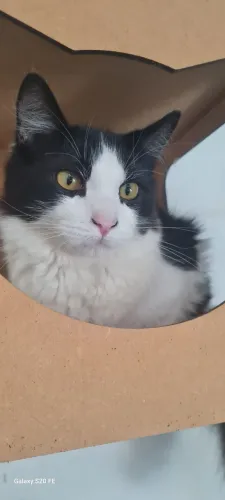 Doação gatos machos adultos