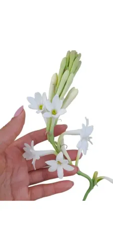 20 bulbos de Angélica perfumada