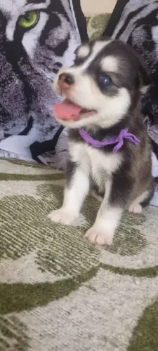 Filhotes Husky siberiano