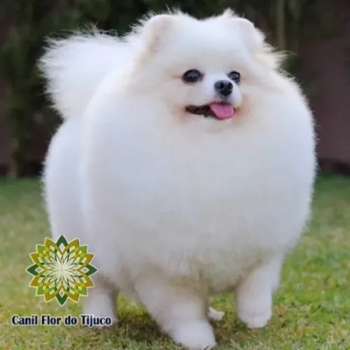Filhote de Lulu da palmerania