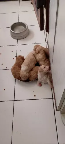 Filhotes Poodles 