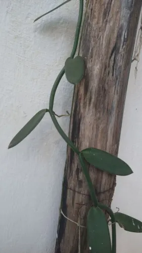 4 muda de baunilha vanilla 