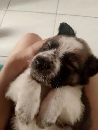 Vendo uma cachorrinha, 150