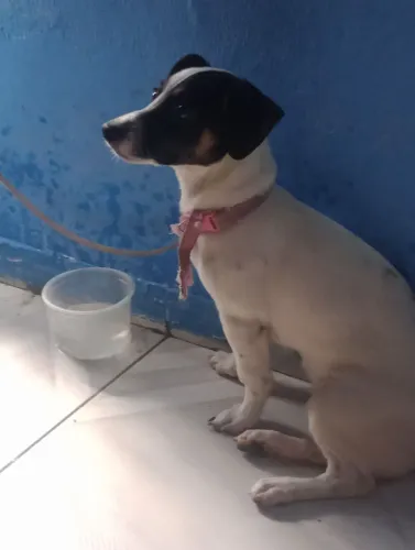 Doação de cachorro