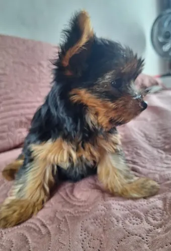 Lindos Filhotes de Yorkshire disponíveis 