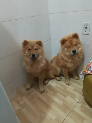 Chow Chow 