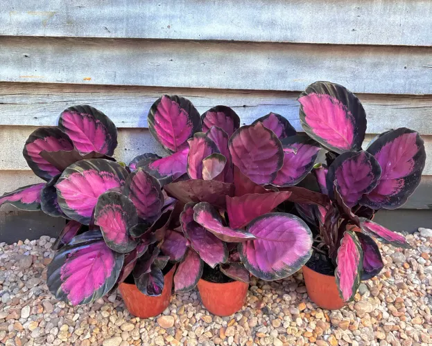 Calathea crimson