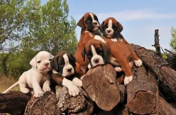 Boxer à disposição