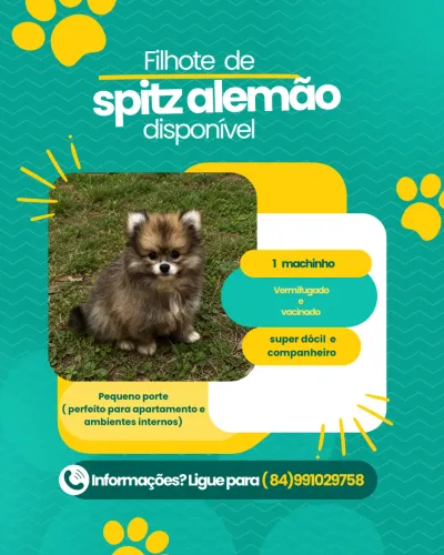 Spitz-Alemão  