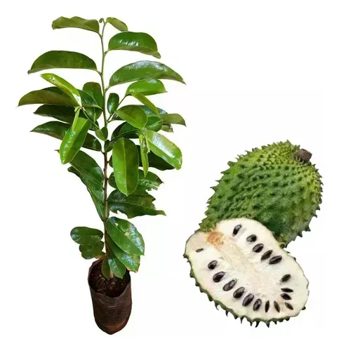 Kit 5 Mudas De Graviola Gigante Precoce