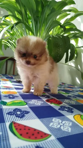 Chihuahua