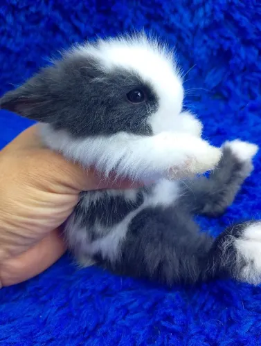 Mini coelho Teddy dwerg ursinho 
