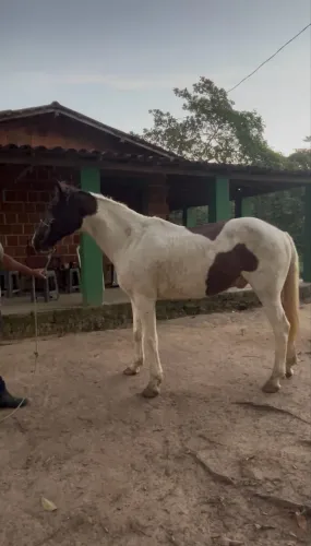 Cavalo mangalarga