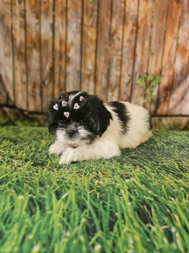 Fêmeas shihtzu promoção