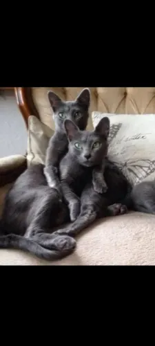 Gatos azul russo hipoalêrgenicos