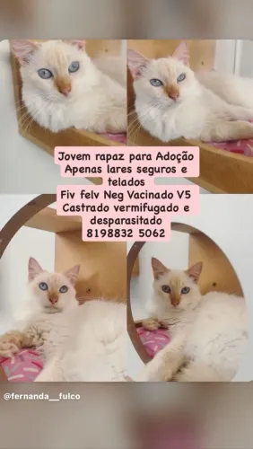 Gato Para Adoção Segura
