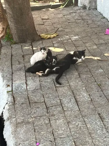 Doação de gatinha