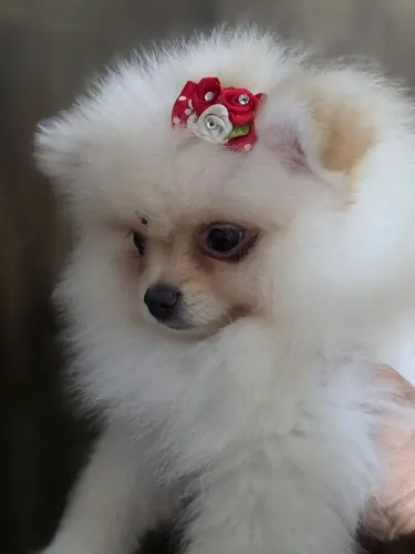 Venda de lindo filhote de spitz alemão