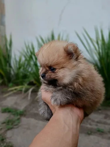 Lulu da Pomerânia Linhagem Ursinho ? Filhote Macho de Alto Padrão