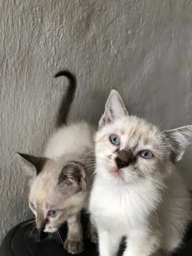 Gatinhas pra adoção responsável