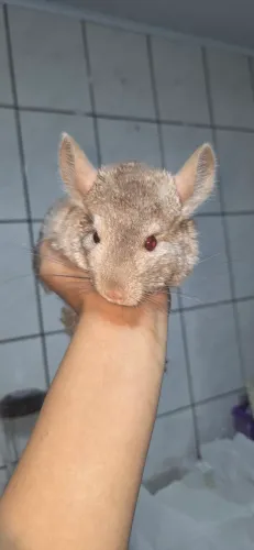 Filhote de chinchilla
