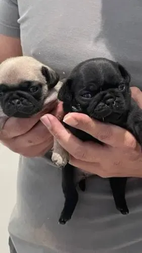 Pug 