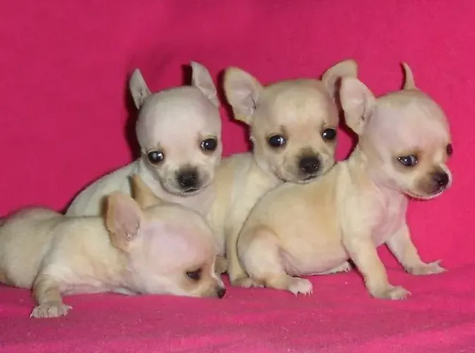 chihuahua x pinscher lindos