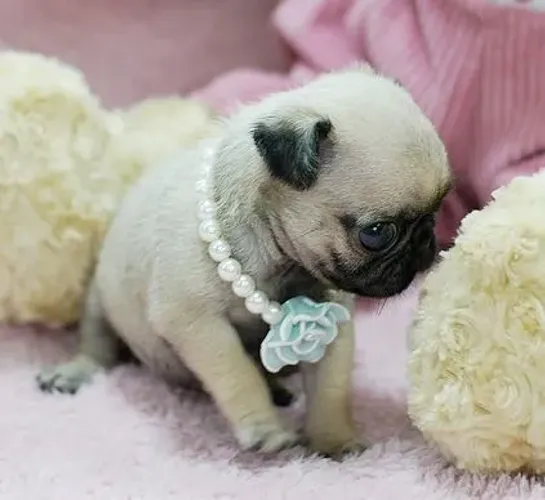 Pug Ele vai mudar seus dias sem dizer uma palavra