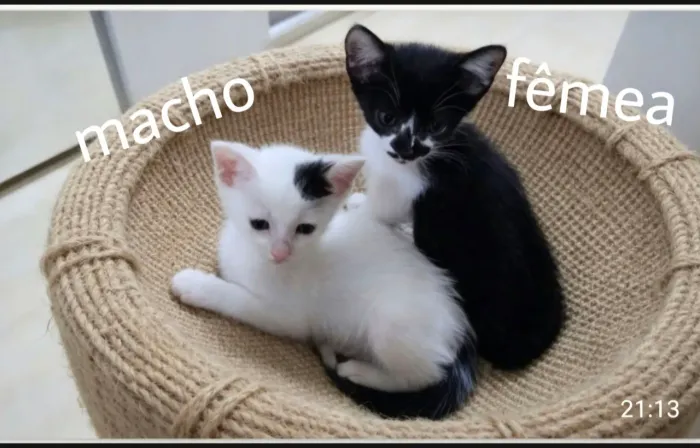Filhotes adoção responsável 