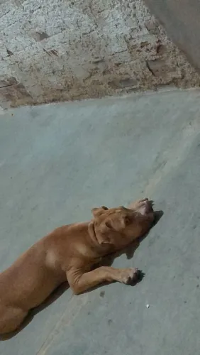 Vende-se Pitbull