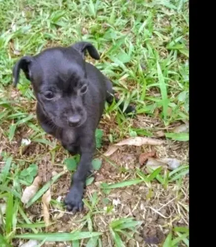 Pinscher zero fêmea