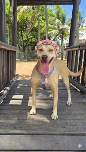 Cachorros para adoção. Todos foram resgatados, sao castrados e amorosos