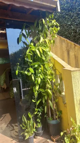 Orquídea baunilha produzindo