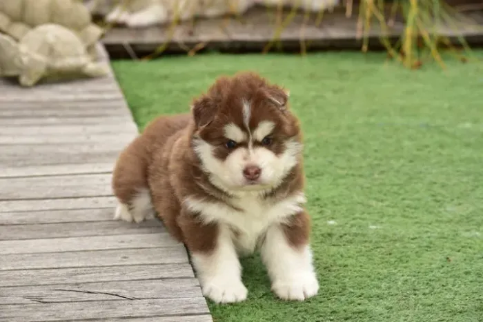 Filhotes de Husky Siberiano | Carisma do primeiro ao último!