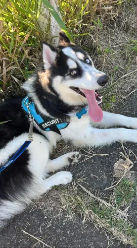 Husky siberiano, 10 meses, com vacinação completa. 