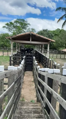 Fazenda/Sítio/Chácara  498 hectares com uma estrutura esuberante riquíssima em tudo pasto 