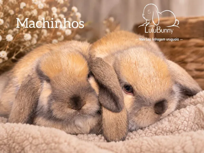 Coelho Mini Lop Linhagem Uruguaia LEIA