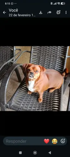 Cachorro
