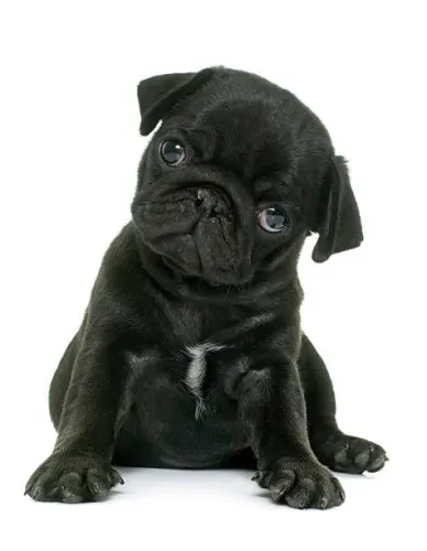 Filhote de Pug Uma Companhia Para Encher Seu Lar de Alegria