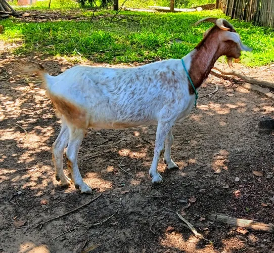 Cabrita cruzada a raça boer 