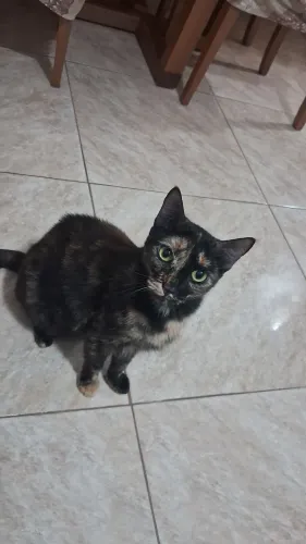 Doação gata castrada 