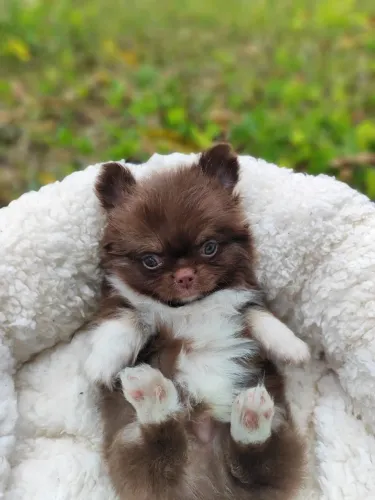Chihuahua macho pelo longo chocolate