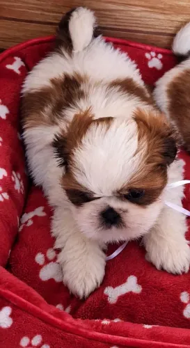 Shihtzus Original