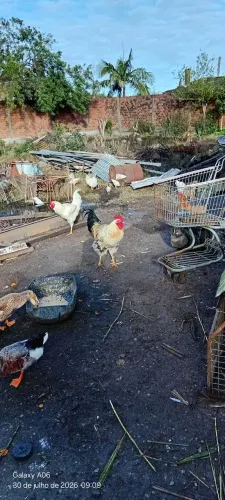 Um galo 70 pila