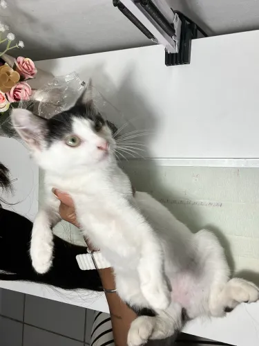 Doação de gatinho fofos
