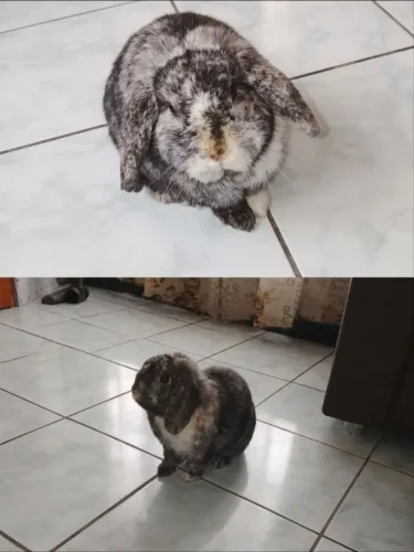 Coelho Mini Lop - macho