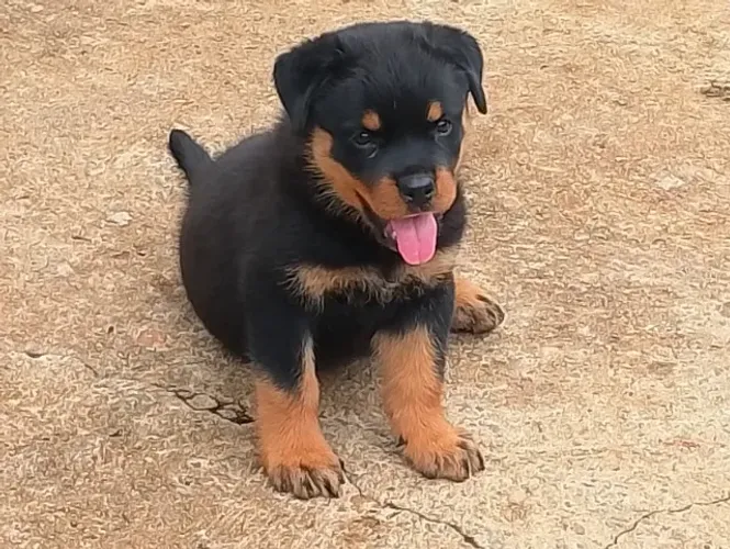 Filhote de Rottweiler