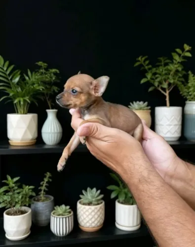 Pinscher um amor de filhote