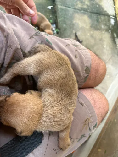 Cachorro